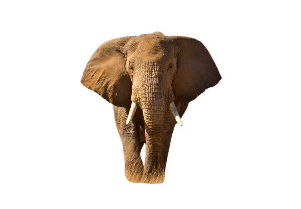 Ngwa Elephant