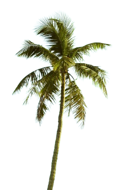 Palm Tree